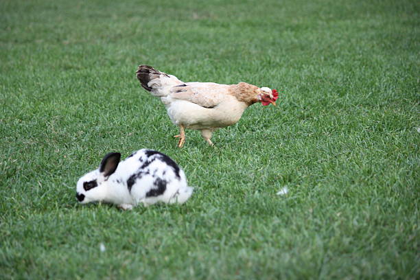 lapin nain rex dalmatienne, poulet dans un parc querini vicence, italie - dalmatian rabbit photos et images de collection