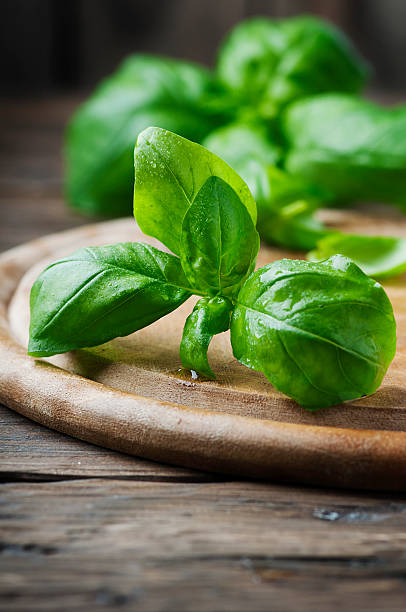 istock Fresh green basil on the wooden table 513375554