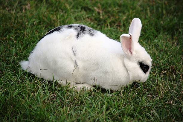 istock black white dalmatian dwarf rex rabbit in Park Querini Vicenza 513375720