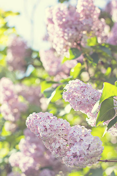 istock Green branch with spring lilac flowers 513376324