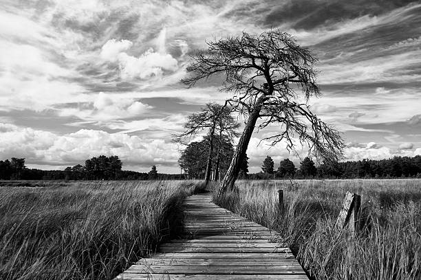 Trees growing next to a wooden walkway in the Surrey Hills. 