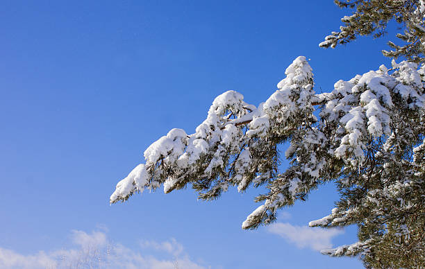 istock Winter. White snow on a pine branch 513377872