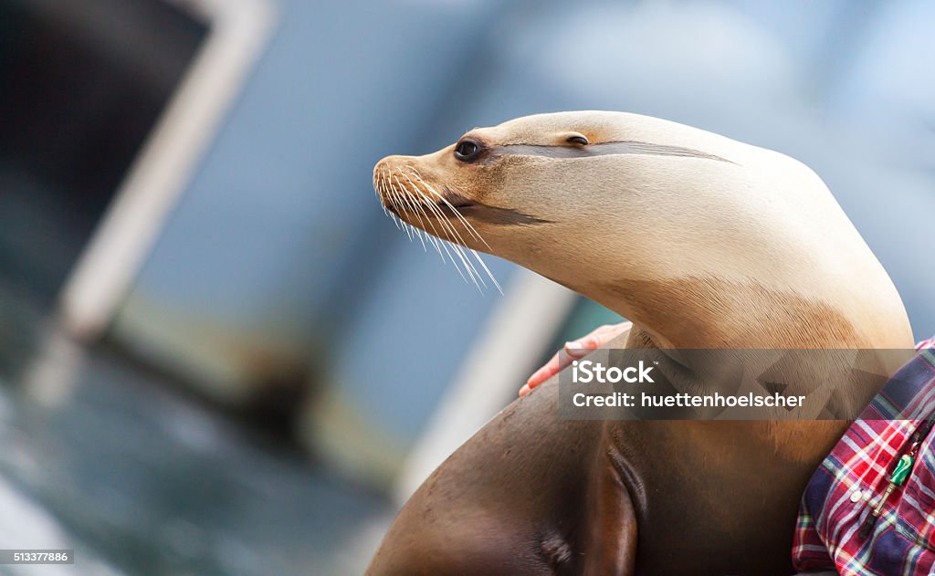 Robbe looks to the left Seal looks to the left Animal Fin Stock Photo