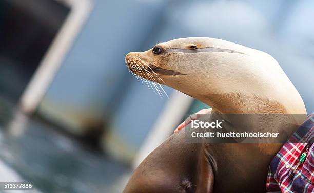 Robbe Looks To The Left Stock Photo - Download Image Now - Animal Fin, Aquatic Organism, Arjen Robben