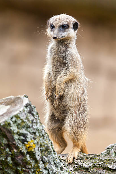 erdmännchen steht ウント schaut - sozial ストックフォトと画像