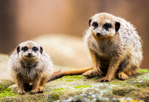 istock Two meerkats sit and look 513378448
