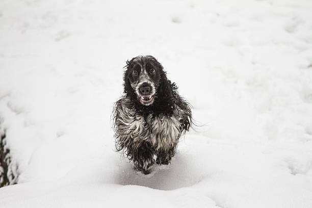 istock Happy English Cocker Spaniel running free in snow 513378962
