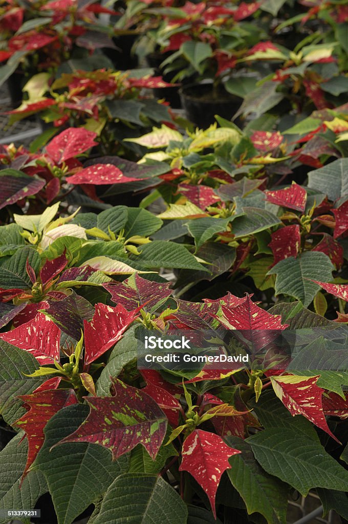 Primer plano de la Bicolor Poinsettias - Foto de stock de Botánica libre de derechos