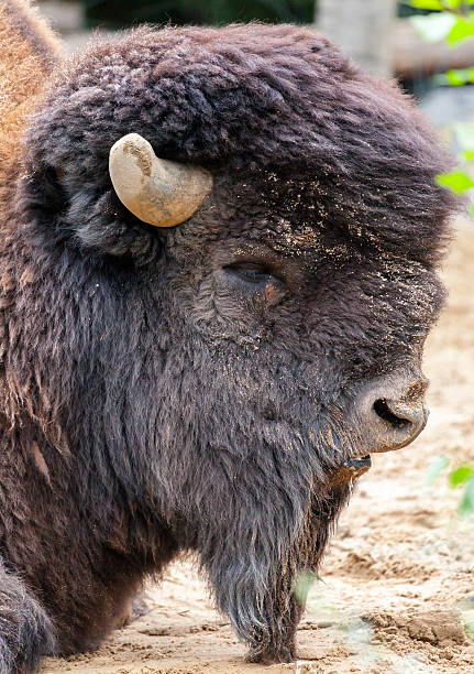 bisão - schlafend imagens e fotografias de stock