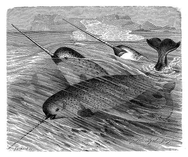 앤틱형 일러스트 일각돌고래 (monodon monoceros - 일각돌고래 stock illustrations