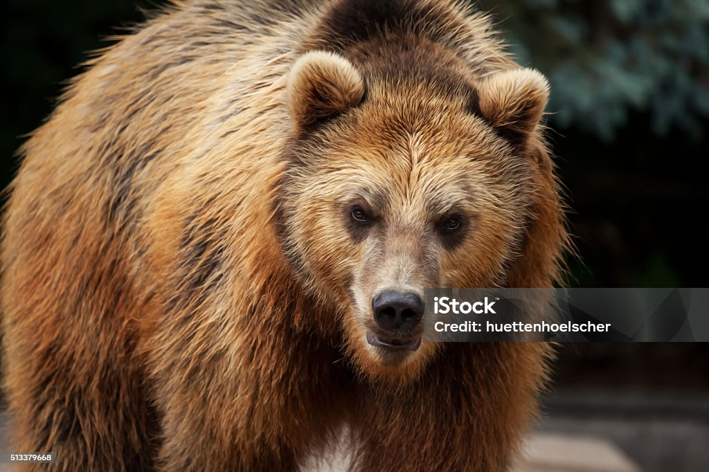 Braunbär aggressiv - Foto de stock de Alaska - Estado de los EE. UU. libre de derechos