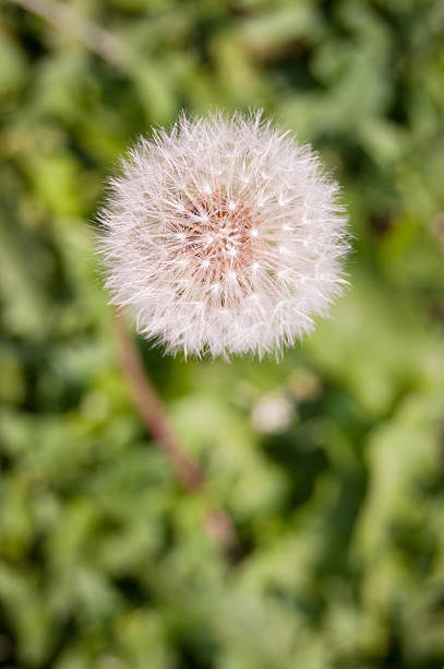 istock Beautiful Dandelion with seeds floating by wind and bokeh background 513379693