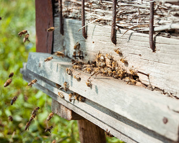istock Honey bees swarming and flying around their beehive 513379711