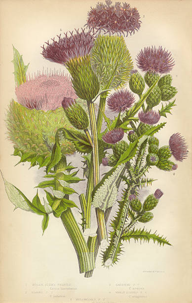 thistle, milk thistle, musk thistle, scotland, victorian botanical illustration - i̇skoçya illüstrasyonlar stock illustrations