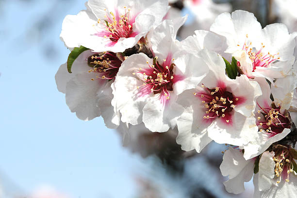 istock Spring concept. Almond flowers. Spain. 513381148