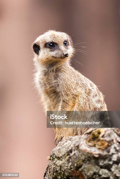 Meerkat Standing And Looking Up Stock Photo - Download Image Now - Animals  In Captivity, Cave, Cute - iStock
