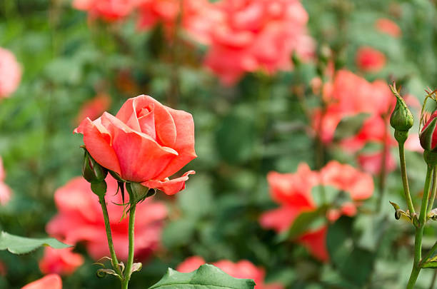 istock Peach color rose in the rosarium 513381993
