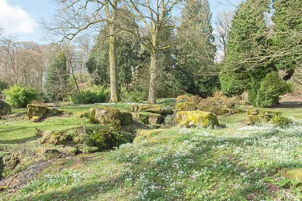 istock Snowdrops at Batsford in the Cotswolds, Gloucestershire, England, UK 513382143