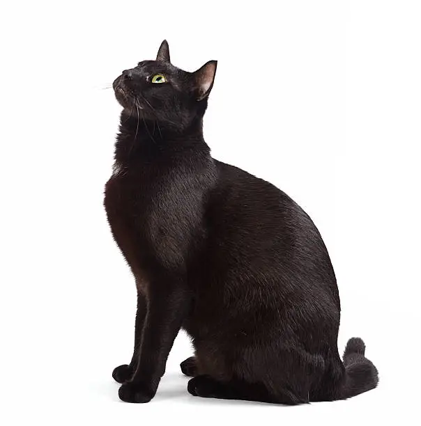 Beautiful black cat is sitting on a white background. Isolated on white.