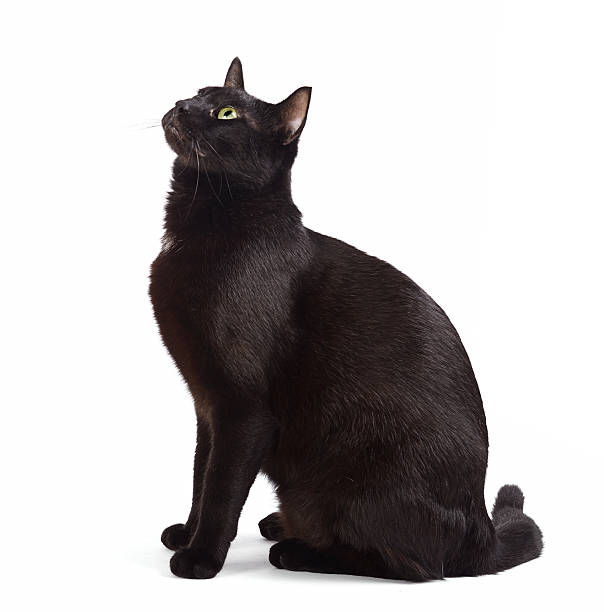 черный кот сидит - looking up one animal looking at camera posing стоковые фото и изображения