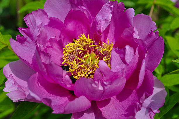 schöne rosa pfingstrose blumen nahaufnahme - peony yellow moving up close to stock-fotos und bilder