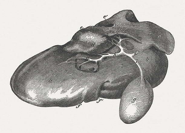 Liver of a cattle, backside, wood engraving, published in 1883. Cattle liver, backside. Woodcut engraving, published in 1883. animal liver stock illustrations