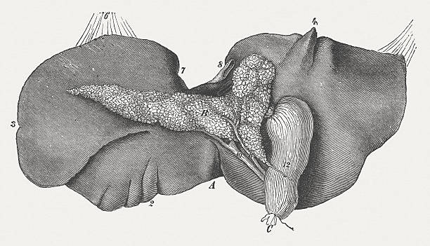 ภาพประกอบสต็อกที่เกี่ยวกับ “ตับและตับอ่อนของม้าแกะสลักไม้ตีพิมพ์ 1883 - animal pancreas”