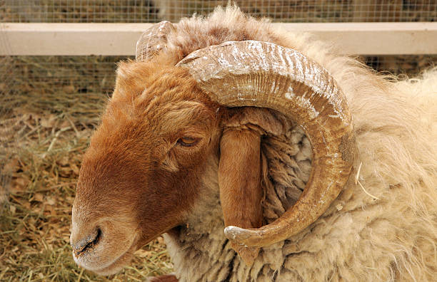istock Beautiful curve horn of Awassi sheep 513382797