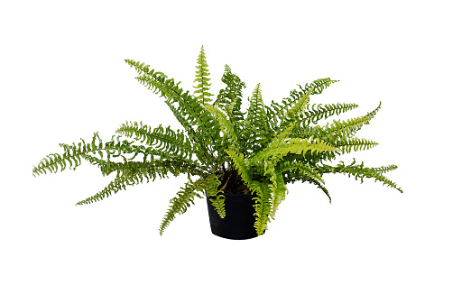 Houseplant fern with long green isolated on white background