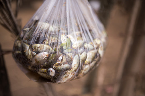 Close-up of a bag of small fish at the fishing village in Kampot, Cambodia. Suitable for editorial and/or food/travel backgrounds