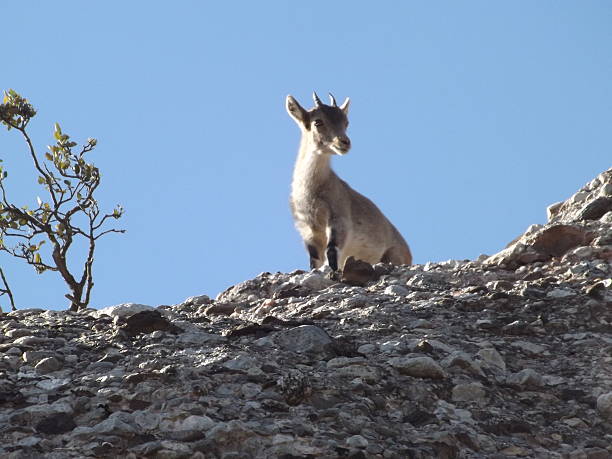 istock Chamois on mountain Montserrat 513384212
