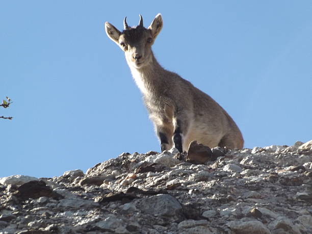 istock Chamois on mountain Montserrat 513384434