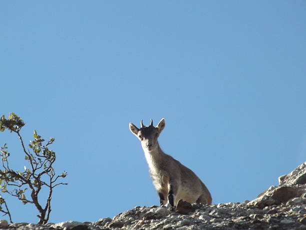 istock Chamois on mountain Montserrat 513384438