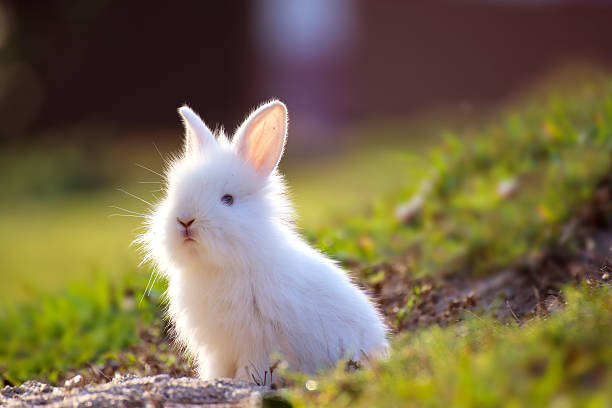 joli petit lapin blanc qui dépasse au niveau du trou. - lapin viande de gibier photos et images de collection