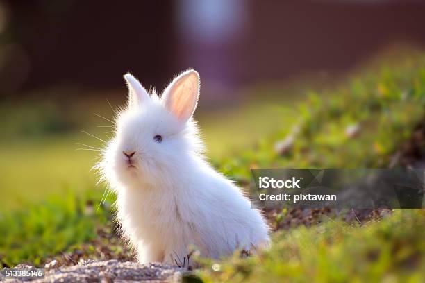 Photo libre de droit de Joli Petit Lapin Blanc Qui Dépasse Au Niveau Du Trou banque d'images et plus d'images libres de droit de Lapin - Viande de gibier