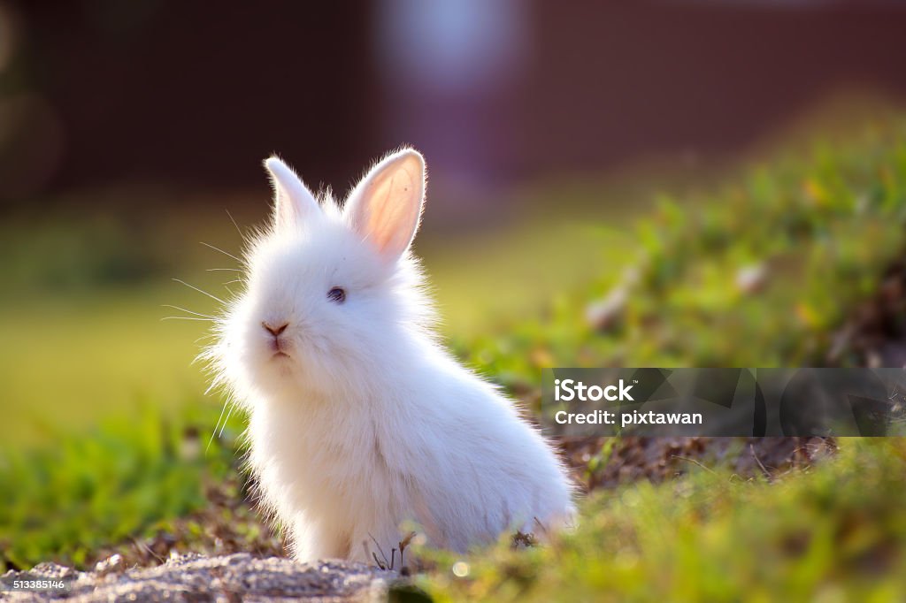 Cute white Little Rabbit peeking out of hole. Rabbit - Game Meat Stock Photo