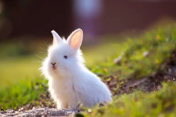 Photo of Cute white Little Rabbit peeking out of hole.
