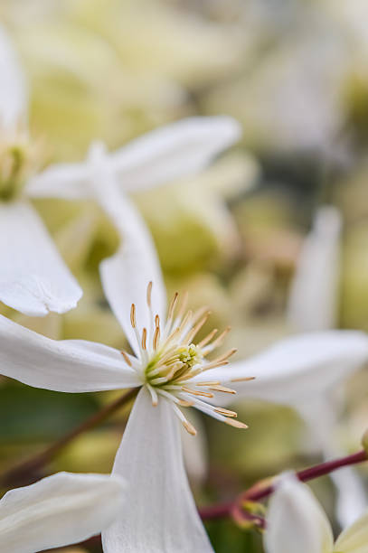 istock Armandii Clematis flower close up 513386168