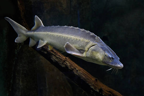 Danube sturgeon (Acipenser gueldenstaedtii) Closeup image of the Danube sturgeon in its natural habitat sturgeon fish stock pictures, royalty-free photos & images