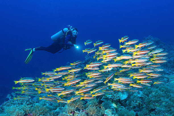 istock Snappers and diver - Palau, Micronesia 513387202