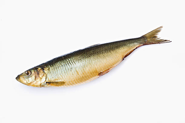 Herring close-up of herring isolated on white background kipper stock pictures, royalty-free photos & images