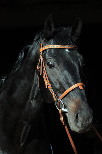 istock Trakehner horse low key studio portrait 513387696