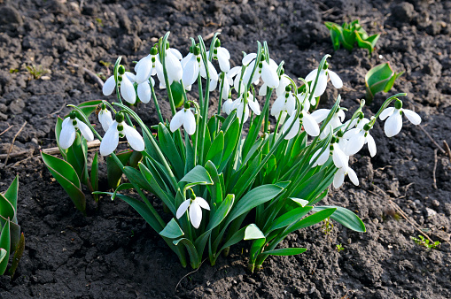 Galanthus nivalis was described by the Swedish botanist Carl Linnaeus in his Species Plantarum in 1753, and given the specific epithet nivalis, meaning snowy (Galanthus means with milk-white flowers). This narrow-leaved snowdrop, with its delicate white hanging flowers, has become very popular in cultivation and is commonly planted in gardens and parks. It is now a familiar sight even in the British Isles and northern France where it is not native.\nSnowdrops and their bulbs are poisonous to humans and can cause nausea, diarrhoea and vomiting if eaten in large quantities.