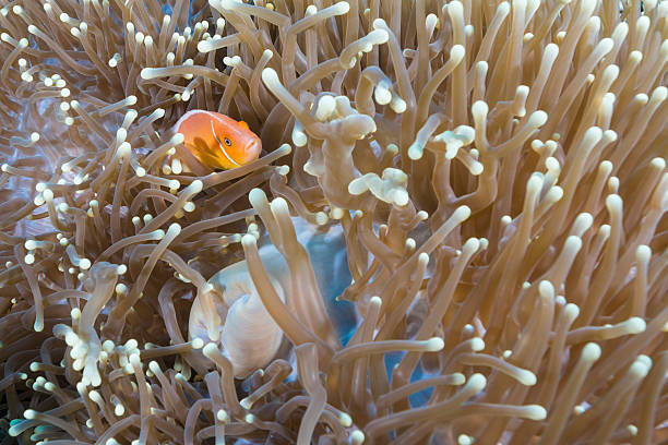 istock Pink Skunk Clownfish and Anemone 513388562