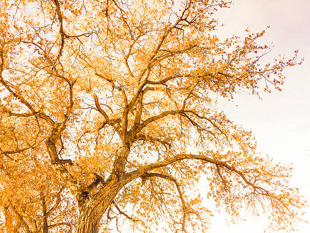 natura krajobraz drzew nowy meksyk - mobilestock horizontal branch tree trunk zdjęcia i obrazy z banku zdjęć