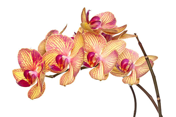 istock orchid flower on white background 513389880