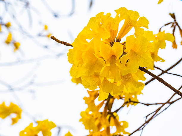 istock Yellow trumpet flower in Thailand 513390308