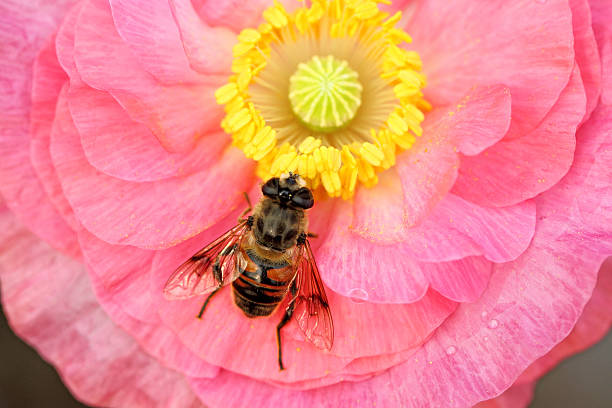 Little Bee stock photo