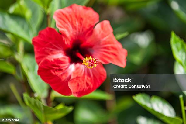 Hibisco Foto de stock y más banco de imágenes de Aire libre - Aire libre, Cabeza de flor, Desenfocado