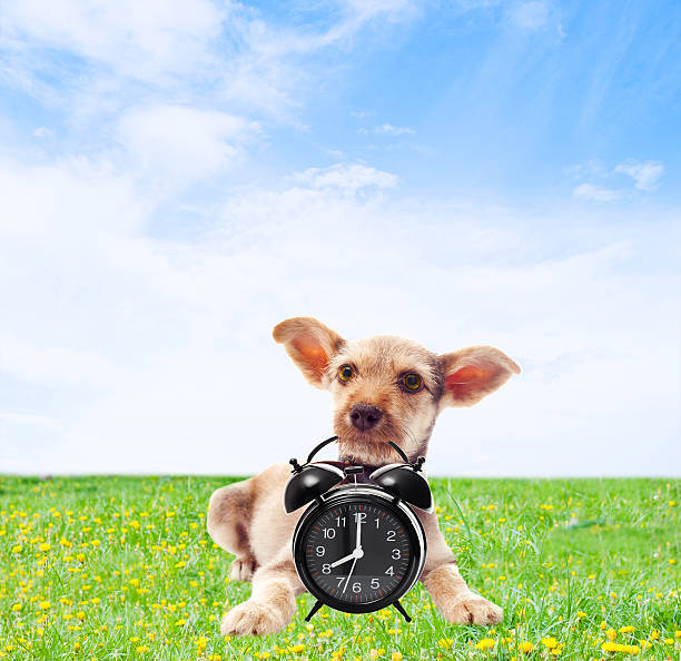 istock funny dog holding in teeth alarm clock 513392393